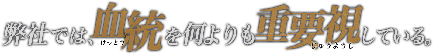 弊社では血統を何よりも重要視している。
